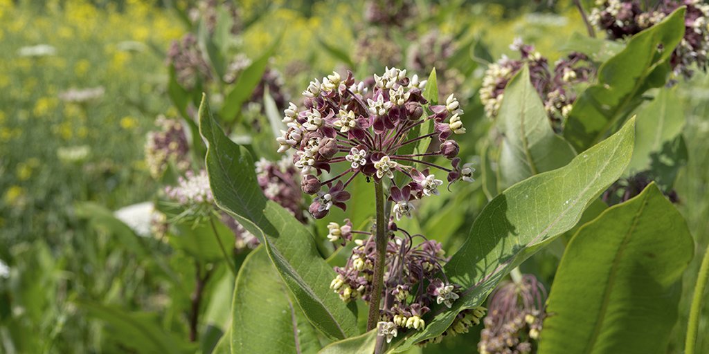 BASFTurf_us's tweet photo. Superintendents across the nation are designating non-play areas of their golf courses that receive at least six hours of sun daily with irrigation for first year milkweed establishments. Check out this link to learn more https://t.co/WvFzwJ7f3d https://t.co/8r3M086r4T