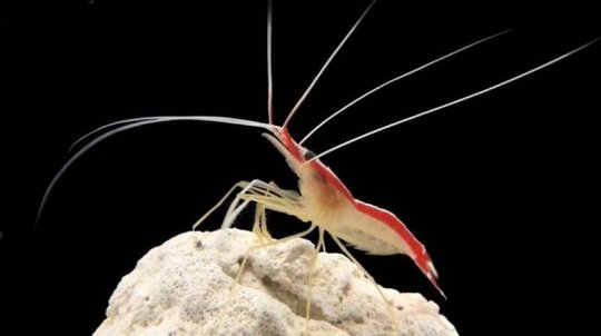 free Strategies for Symbiotic