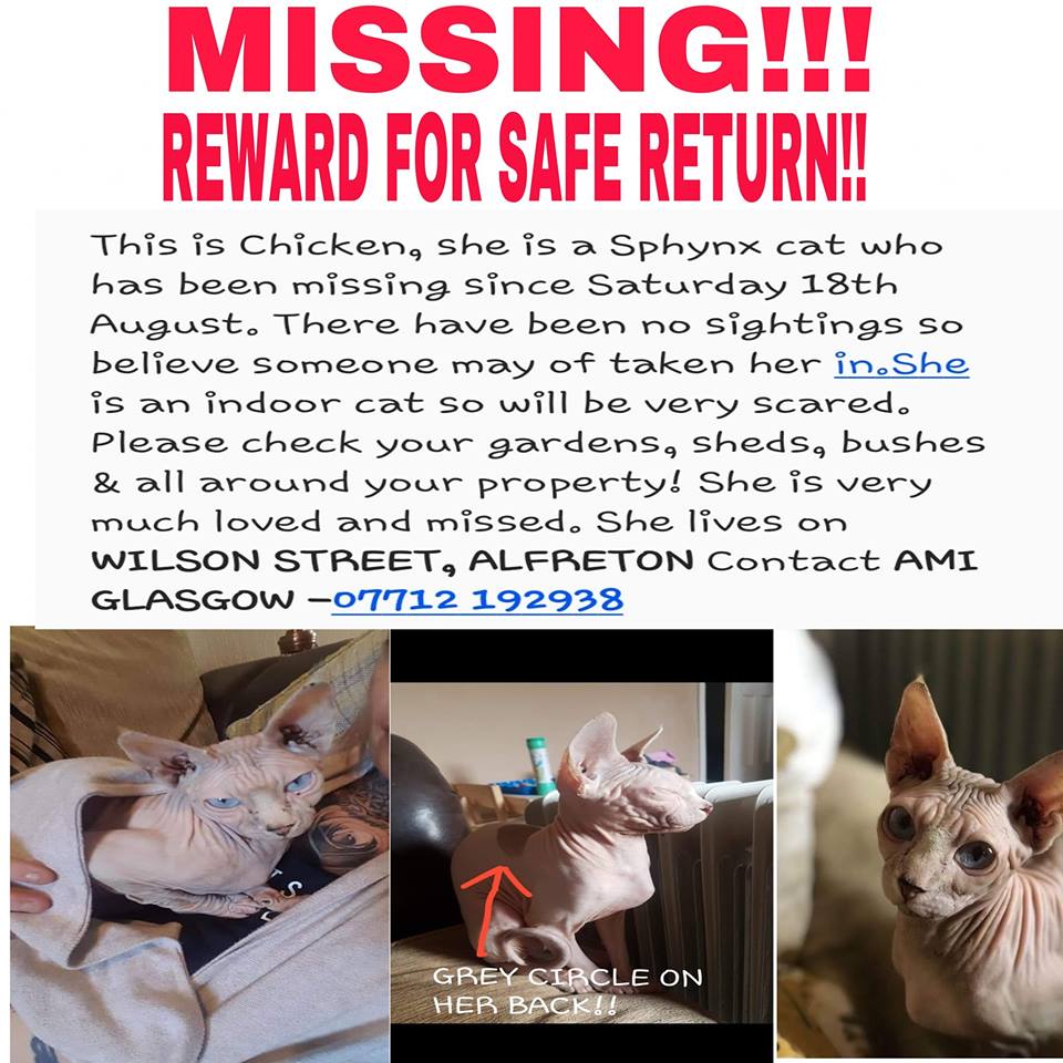 CatsMissing's tweet photo. 🆘#FindChicken INDOOR #LostCat Escaped home 18/8/18 #Alfreton #Derby DE55 Pink Hairless
#NeedsFindingFast as cannot survive outdoors
Will be very scared
Derbyshire Police Log 1519-200818
#MissingCatsUK @DoglostUK▶https://t.co/V6L5lspnKZ
#HelpFindChicken▶https://t.co/BFZZ1jRGmn https://t.co/ZQhbKeLs1k