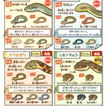 身近なヘビの見分け方 イラスト解説が可愛いうえにめっちゃ分かりやすい ヘビは色の変化が大きい Togetter