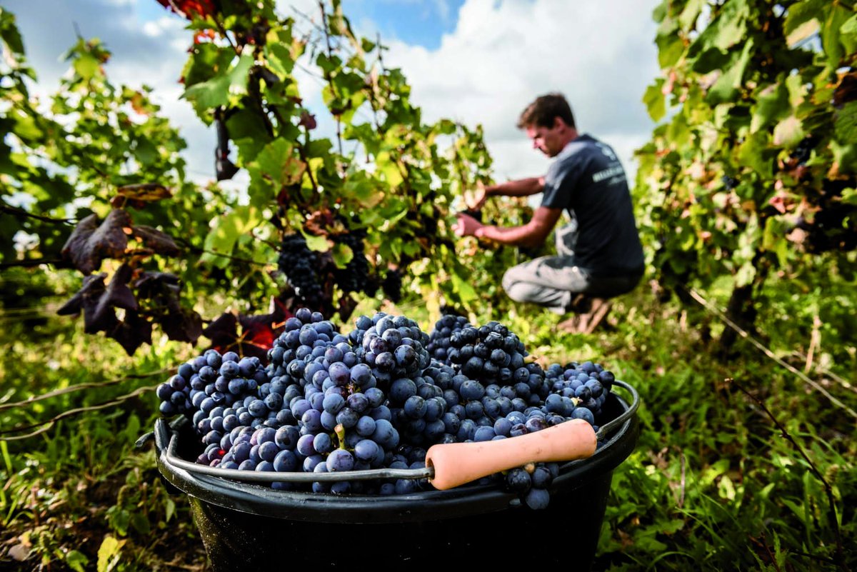 [ #Harvest 2018 ]
The 200th harvest season has begun.
This first grapes of Pinot Noir in the Clos Saint-Hilaire has been gathered this morning in Mareuil-sur-Aÿ.
#billecartlife