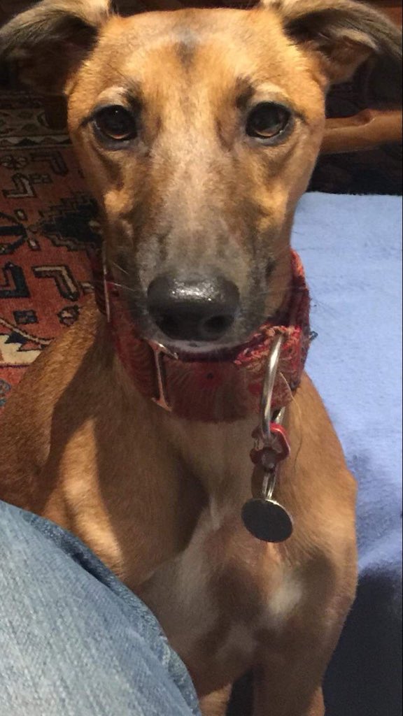 Dr_Dan_1's tweet photo. This is Ruby. She was stolen while walking in fields near #OldAmersham #Buckinghamshire. Imagine if this happened to your family. Really think about it. How do you feel? RT if this breaks your heart & please help make Ruby #TooHotToHandleUK @rickygervais https://t.co/KGzJIDWZzE https://t.co/njwR6oQwxj