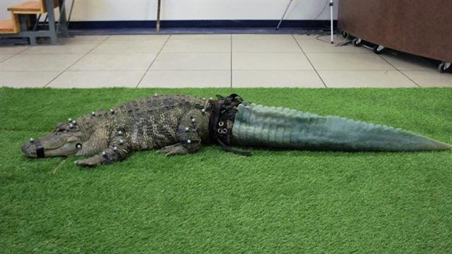 PippaCollett's tweet photo. 3D printing saves alligator - what next? @NatGeo #3Dprinting https://t.co/fqA6XEehyd https://t.co/3UQHpB2ZdL