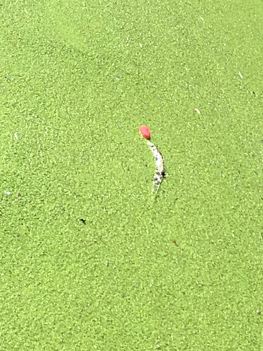 StonebridgeLock's tweet image. Oh #Bowlocks! Is this how we Londoners like our #eels -on a bed of #duckweed &amp;amp; garnished with a balloon? @CanalRiverTrust @EnvAgencySE @thameswater @LDN_environment  #eels are a critically endangered, 
UK BAP Priority Species &amp;amp; on IUCN Red List of Threatened Species @ZSLMarine