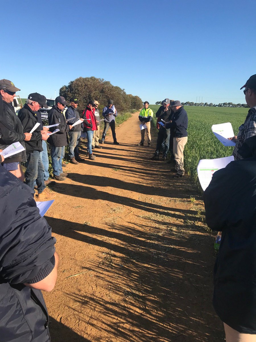 CSBPfertilisers's tweet photo. Great turnout at the Carnamah field walk yesterday #CSBPfieldresearch #discovermore https://t.co/OS9RV0iwXB