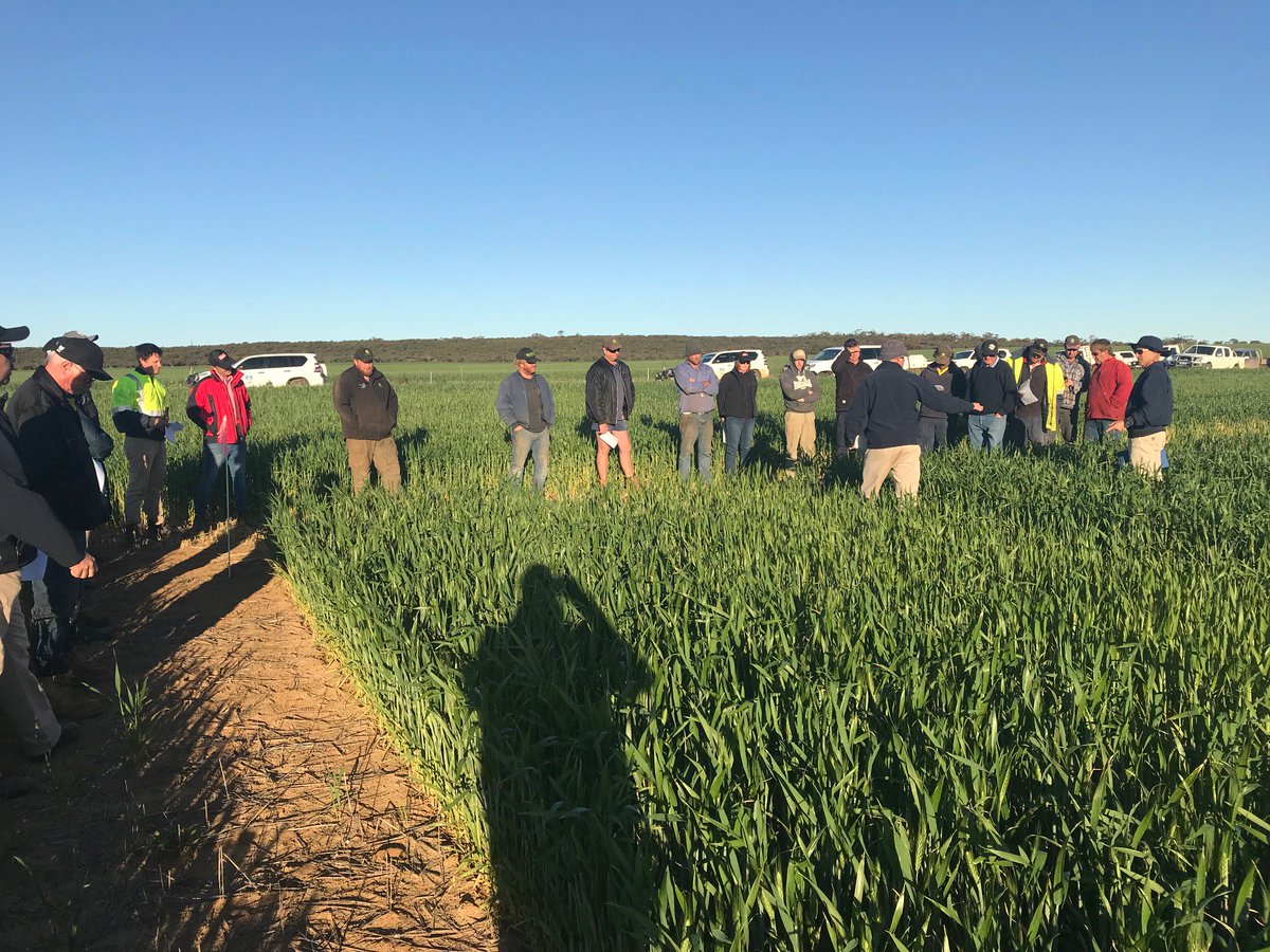 CSBPfertilisers's tweet photo. Great turnout at the Carnamah field walk yesterday #CSBPfieldresearch #discovermore https://t.co/OS9RV0iwXB