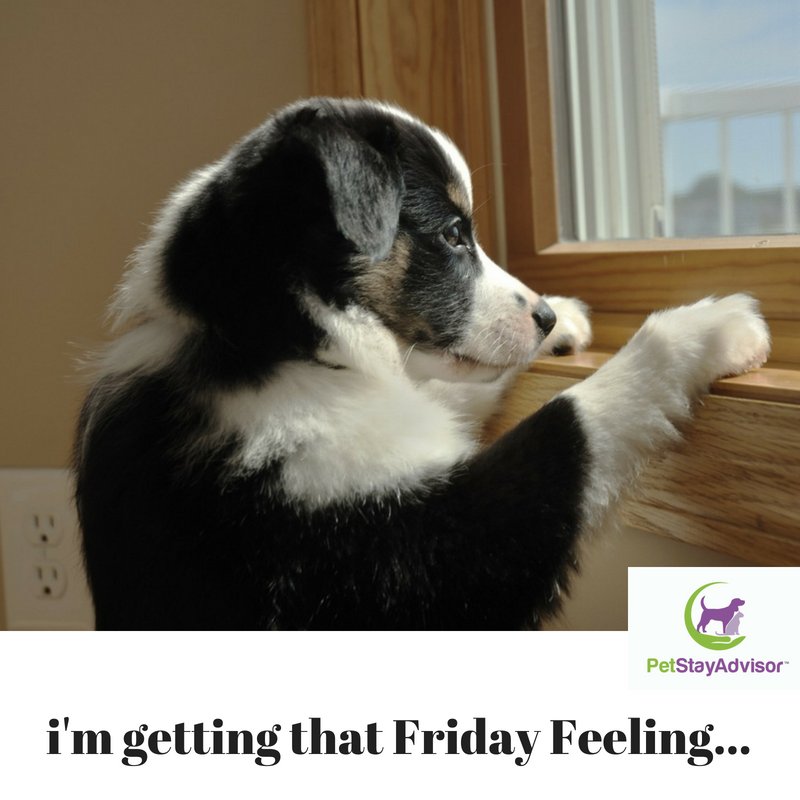 'somebody' can't wait for you to get home either! :D #friday