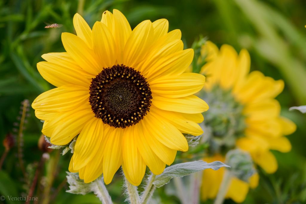 'And yet anon the full Sun-flower blew,
And became a star for Bartholomew'
24th #August is the feast day of the martyr St. Bartholomew, one of the twelve apostles. The #sunflower is also known as 'St. Bartholomew's Star' and said to represent constancy and devotion. #plantlore