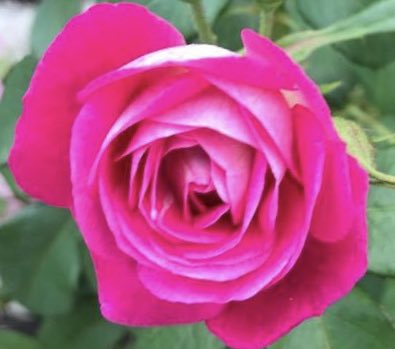 OjibweDrum tweet media