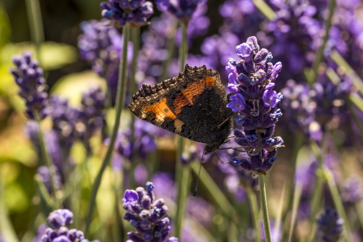 National Trust tweet media