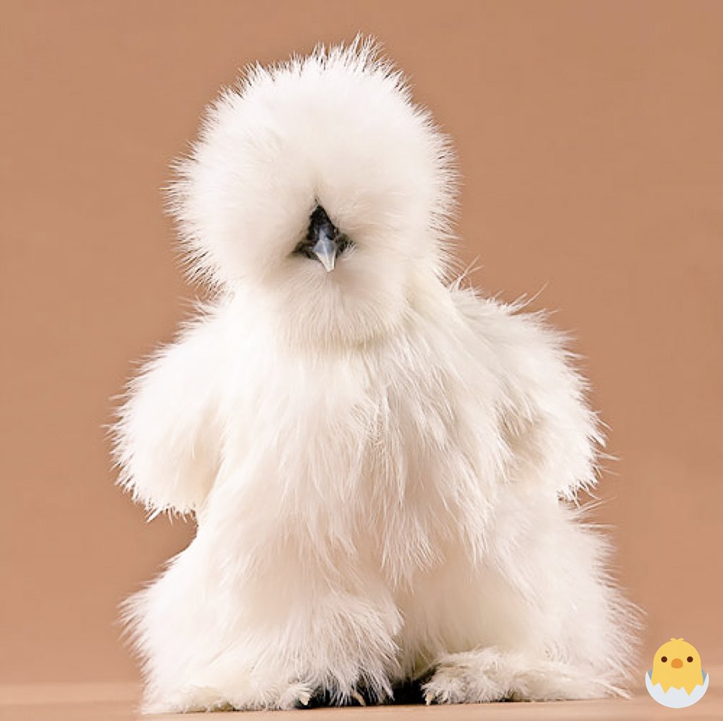 crystalleigh's tweet photo. RT if you think this is cute, like if you hate it or want to eat it @alliharvard https://t.co/csqsf1rqgT