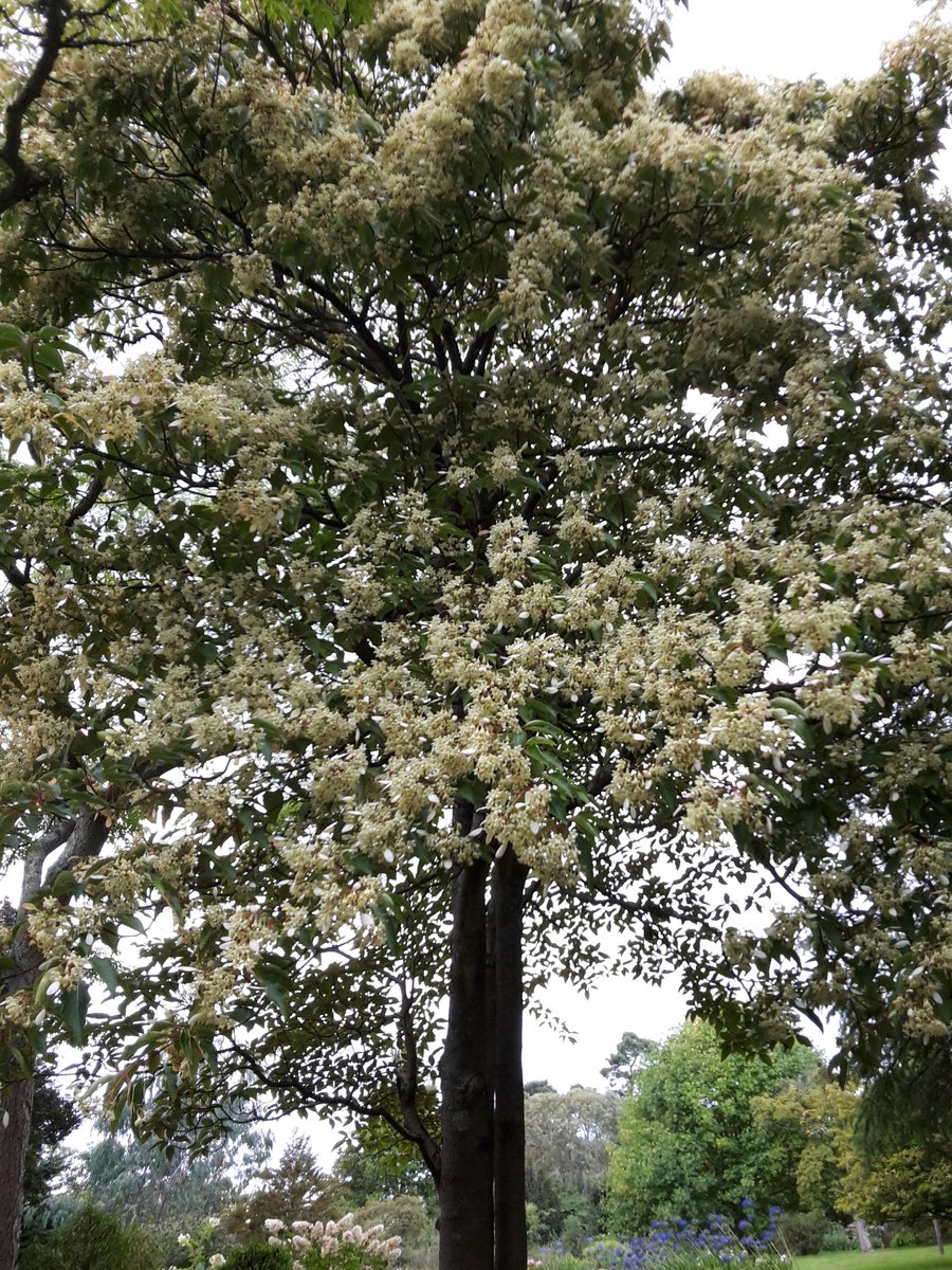 themuddybunch's tweet photo. @Wakehurst_Place Yes saw it yesterday evening absolutely stunning! https://t.co/S5LcA09ggm