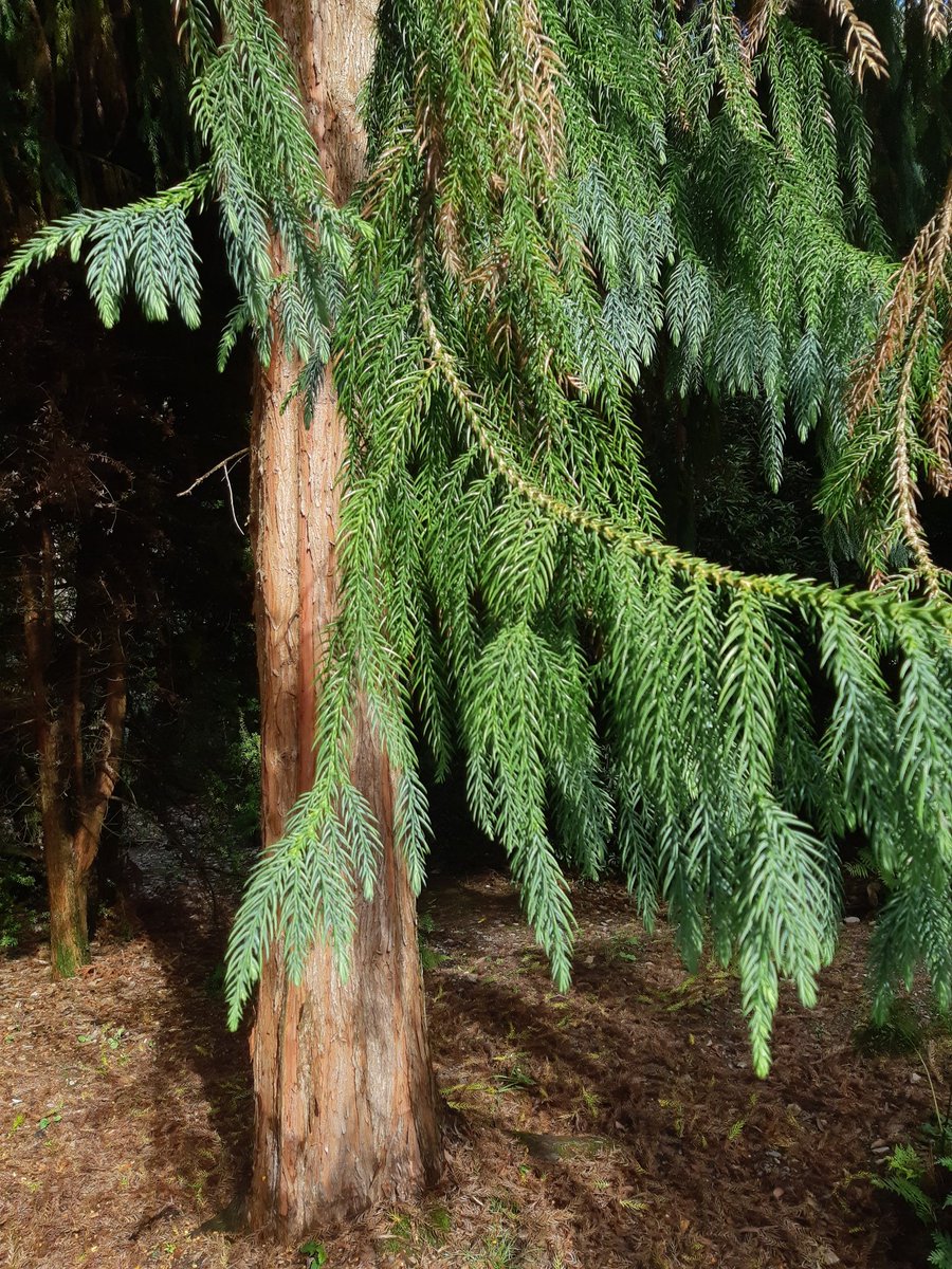 DKnott8's tweet photo. Fine specimen of Taiwania cryptomerioides @LoganBotanicGdn @TheBotanics @RBGE_ICCP #Coniferconservation #rbgehort https://t.co/dhsWWd5rwn