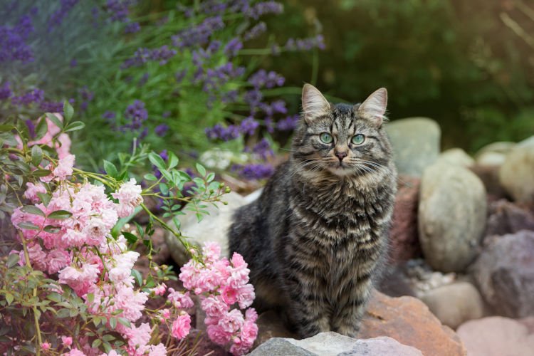 Im heutigen #Rassenportait: Die deutsche #Langhaarkatze. bit.ly/2Lnlz9t #Katzenrasse #Katzen