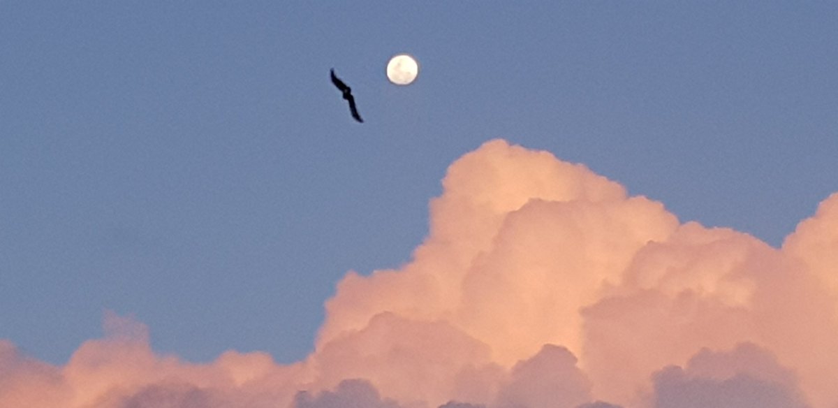 CherScheff's tweet photo. Tied to the sky like a bird this evening #Moonandcloud https://t.co/lty9RMZDkl