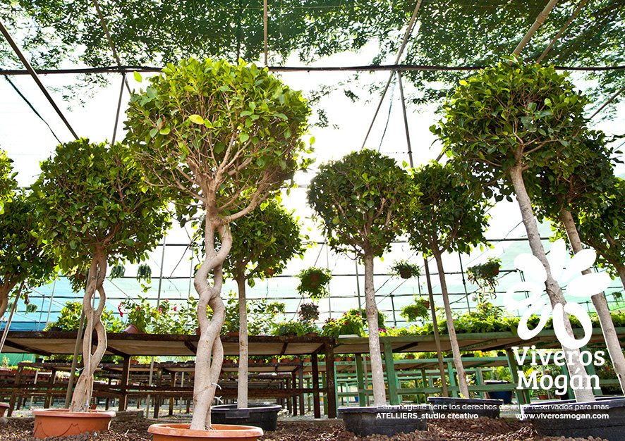 VIERNES de VERANO en nuestro GARDEN¡¡¡ <a href="/VIVEROS_MOGAN/">Viveros Mogán</a>