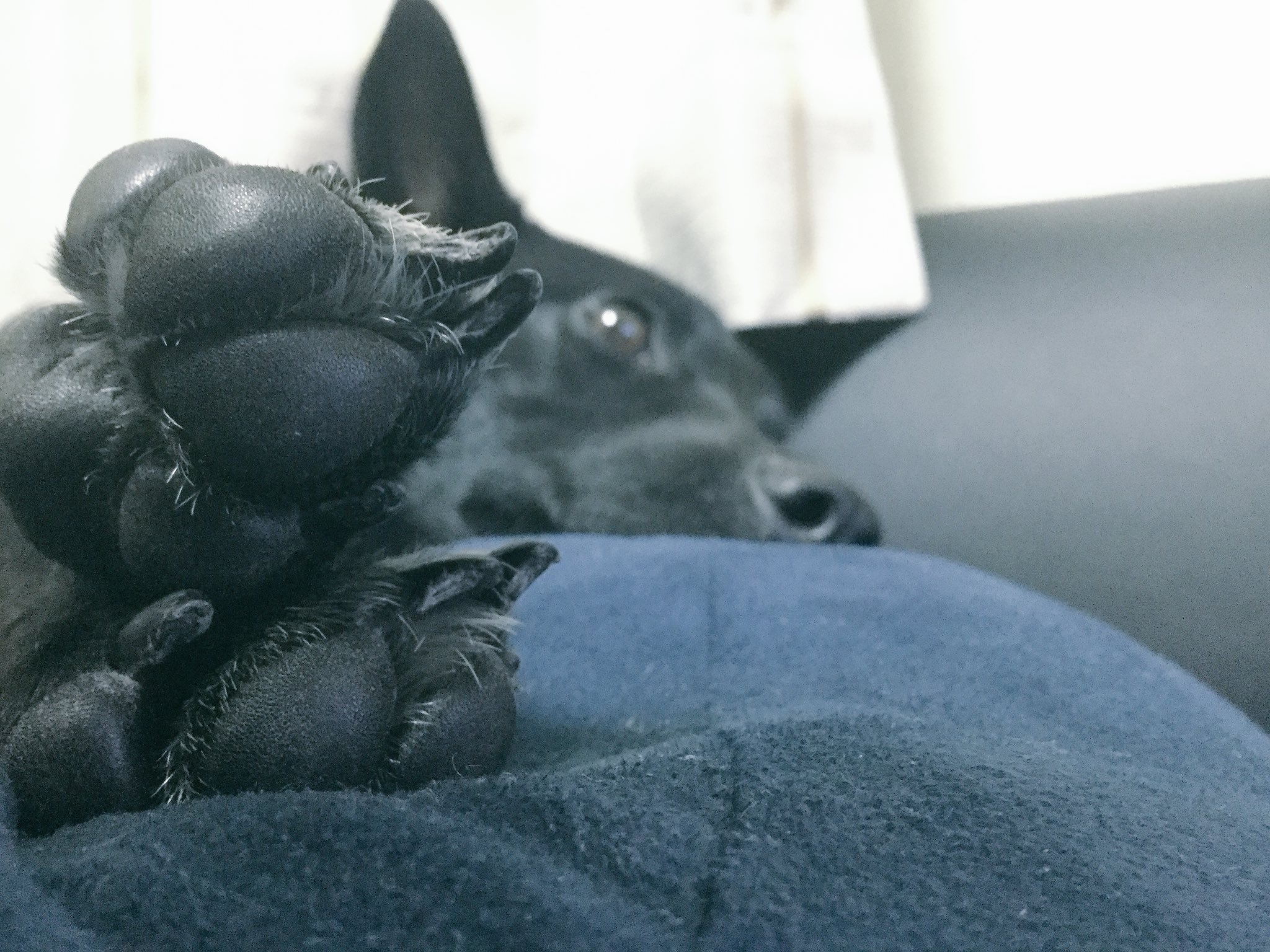 人間池畑と愛犬たび 4歳4ヶ月 これは犬と暮らしてる人以外は信じてくれないんですけど 犬の足の裏って本当にポップコーンの 香ばしい匂いがするんですよ 嗅がれながら寝ちゃったねえ しかしながら黒いプリプリの肉球とモノトーンの足裏毛 めちゃくちゃ