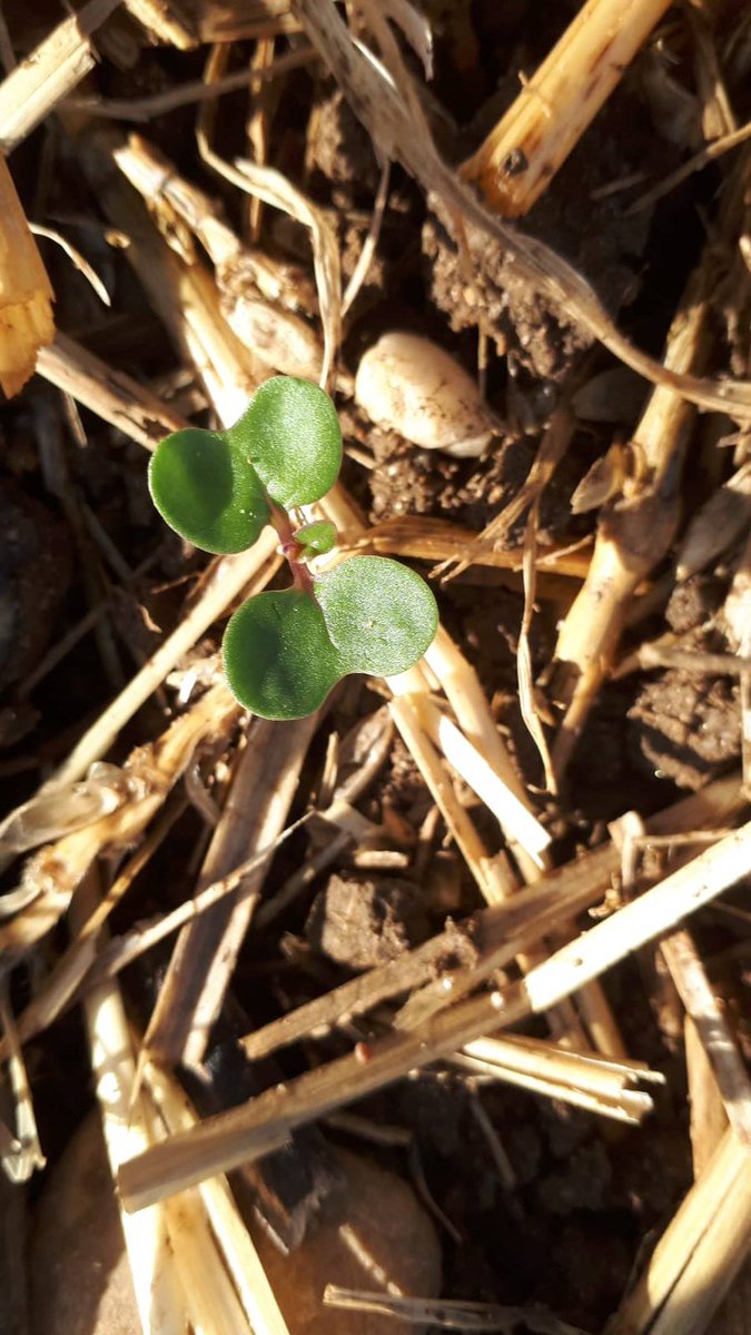 Springfieldsoil's tweet image. @dekalb_osr Expediant showing it's first true leaf after only a week #StripTill #Moistureretention