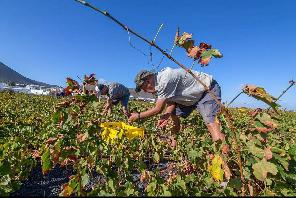 Los amigos de Bodega La Grieta de #Lanzarote convierten cada año la #vendimia en una fiesta 💚