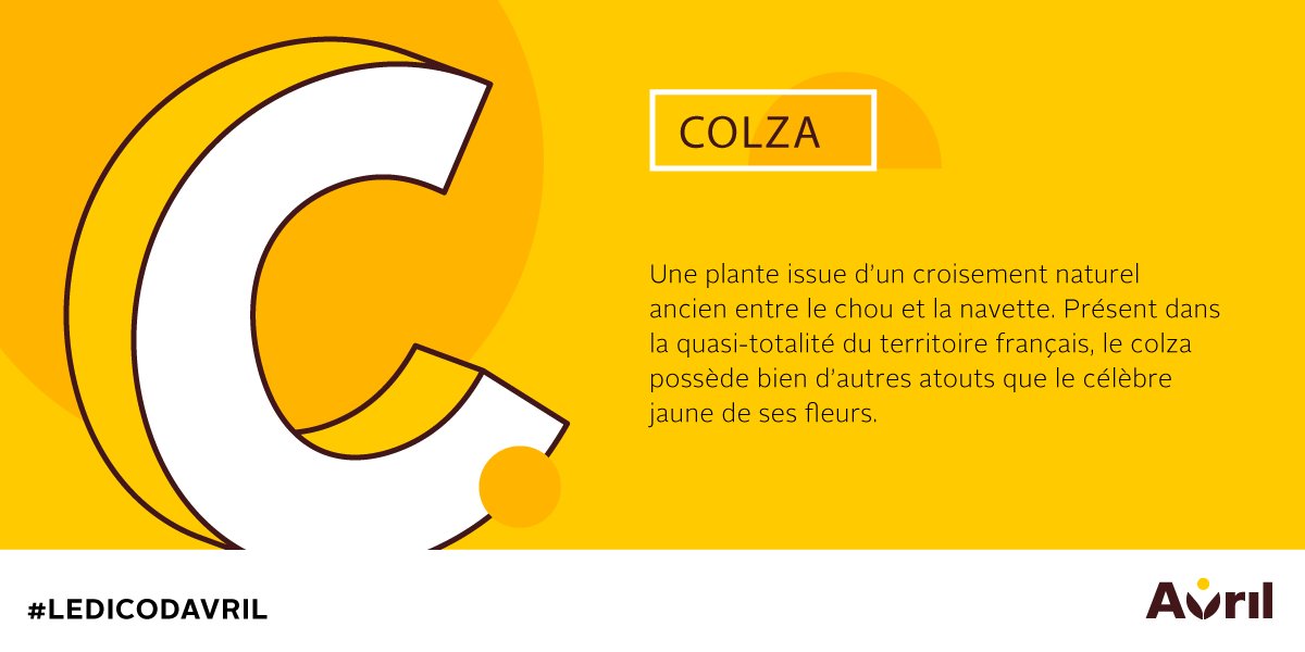 Riches en huile et en protéines végétales, ses graines font l'objet d'utilisations très diverses : alimentation pour les hommes comme pour les animaux, chimie végétale 🧪et source d'énergie renouvelable. #DicodAvril