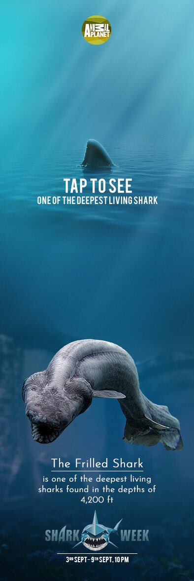 AnimalPlanetIn's tweet photo. There are more than 400 species of sharks known by man. Did you know? Sharks can be found in all 5 of Earth’s oceans. There are a few which live in the deepest waters, want to know which one? Watch Shark Week, 3rd Sept onwards. #SharkWeek #SharkWeek30 https://t.co/Sd7ygSDt61