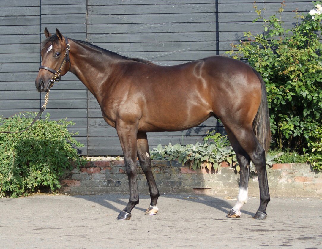 Lot 175 ⁦@GoffsUK⁩ #oasisdream ⁦@JuddmonteFarms⁩ full brother to #silentecho (OR 99) consigned by ⁦@jenny_norris⁩ ⁦@ConorCNorris⁩