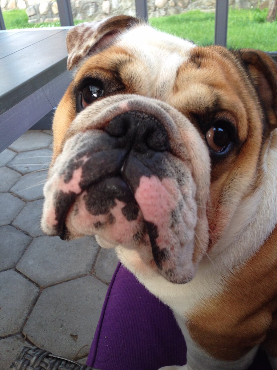 HenningHubert's tweet photo. @MonroeBulldog @JulieWa16417274 I can’t believe this, had my heart broken by the sudden death of a young dog and it’s horribly, to go through it several times must be so horrible. My heart goes out to you, hope your little angels are playing with my beautiful Svenn❤️ https://t.co/Uwkd2PMpdV