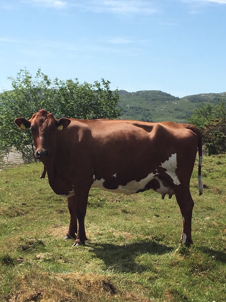 Dagros har hatt pause i melkinga i sommer! Ho har hatt gode dager på beite. Nå skal ho snart kalve igjen og er då klar til å levera frisk god melk til <a href="/QMeieriene/">Q-Meieriene</a> 👍 #qbonden #qmelk