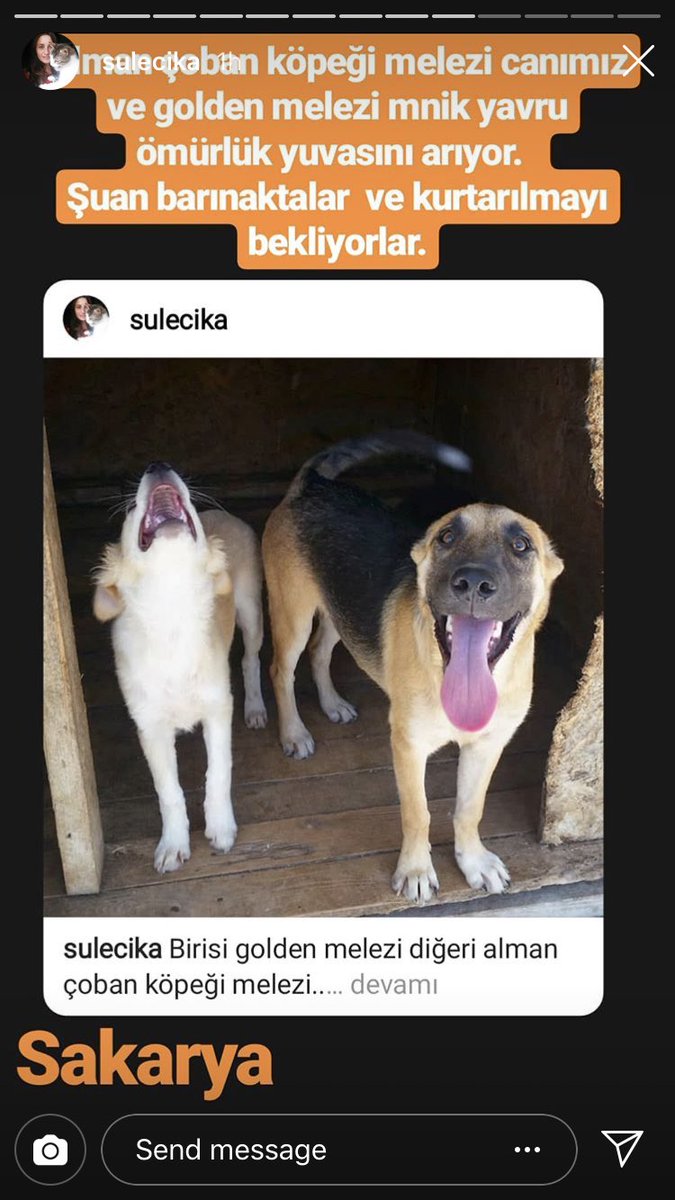 Ömürlük yuvalarini arayan canlarimiz 1 - iletisim: (instagram: sulecika)