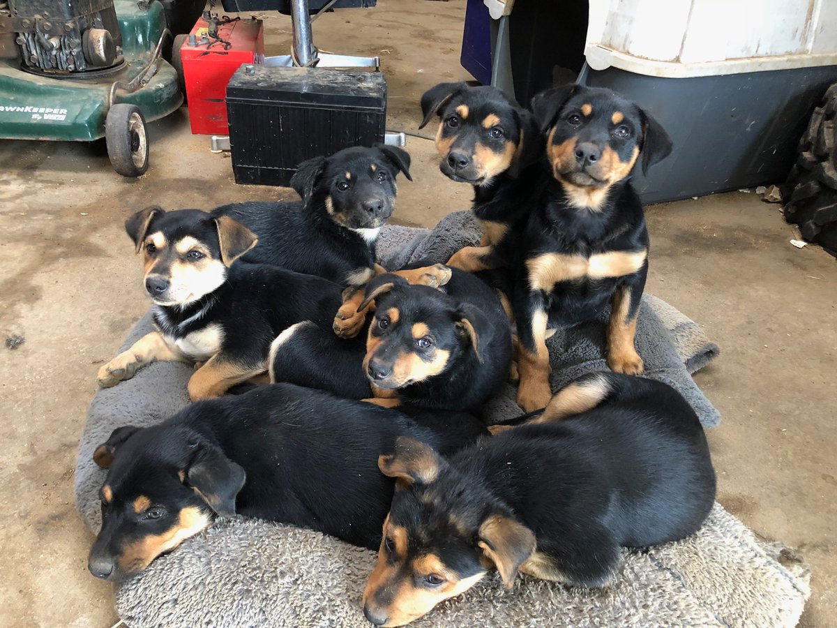 Steve Agars tweet media