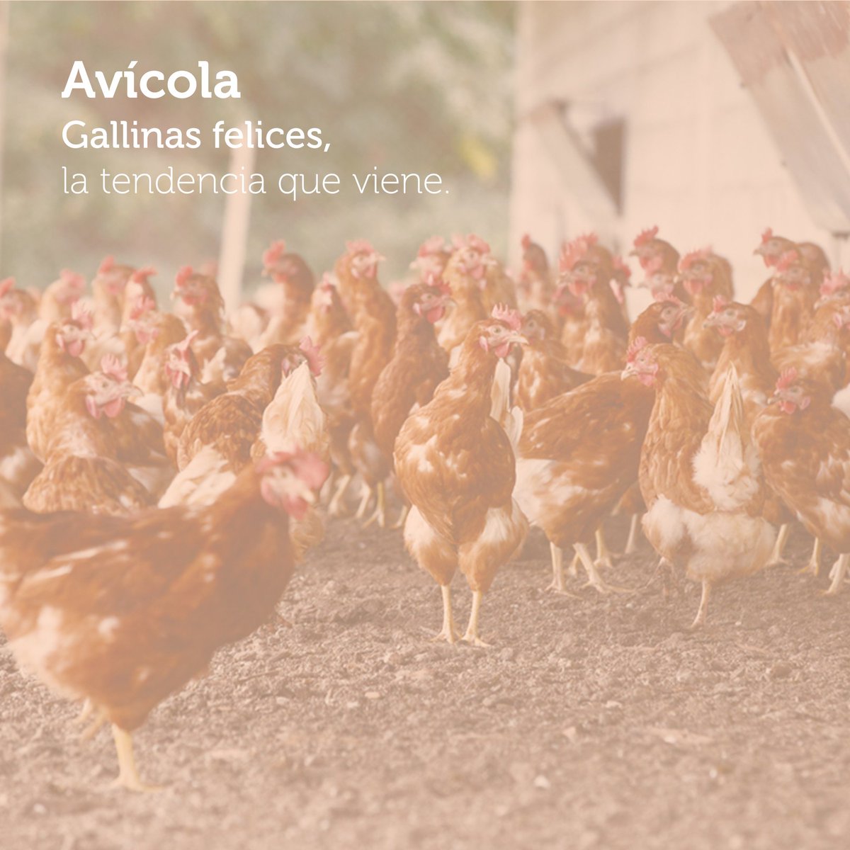 codigoc1's tweet image. LA GALLINA FELIZ QUE LLEGÓ PARA QUEDARSE

Revisa el reportaje completo aquí:
revistagrupoagro.cl/la-gallina-fel…

#RevistaGrupoAgro #Avicultura #GallinaFeliz #RevistaGrupoAgro