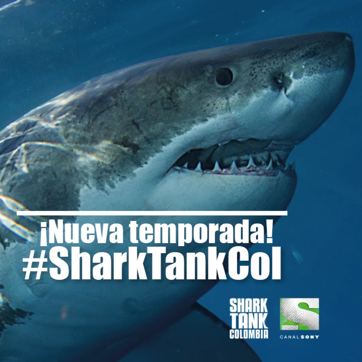 _MauricioHoyos's tweet photo. Falta poco para conoce más del ingenio de los colombianos. #SharTankCol @sharktankcol 

¡Lánzate al Tanque! 🦈🇨🇴
Nueva temporada,7 DE SEPTIEMBRE por @Canal_Sony https://t.co/WJWFoRzY9c