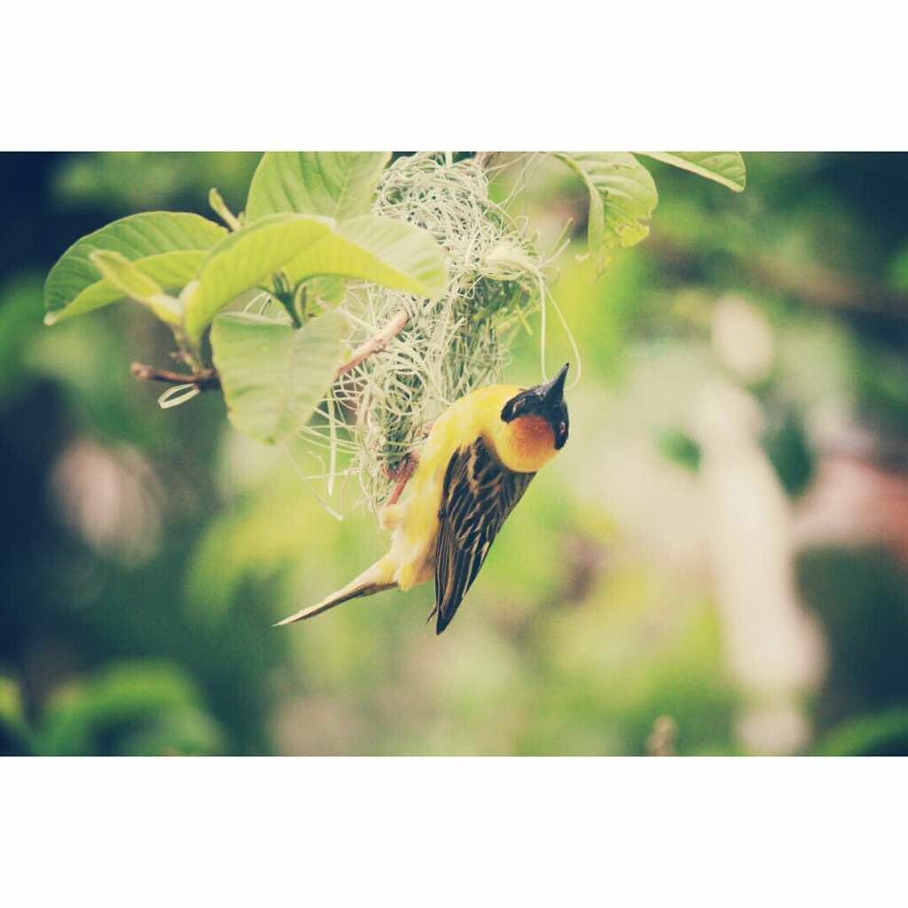 kiambaji's tweet photo. 📷: @DelfinoJob 

📍: Namíbia 🇳🇦/ Windhoek 

#birds #naturephotography #windhoek #namibia #lightroom #view #beatiful #kiambaji #vsco https://t.co/eRPehj7g7R
