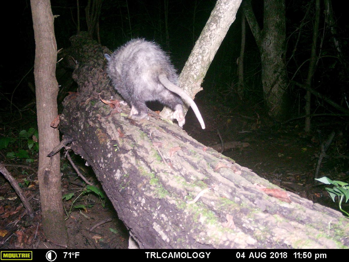 The Trailcamologist (@trailcamology) on Twitter photo 