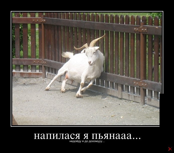 Много не пей картинки приколы