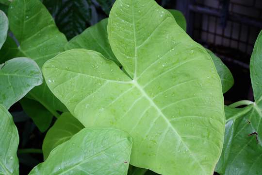 Gardeners_Path_'s tweet image. How to overwinter, divide elephant ear bulbs bit.ly/2AWyaQS via @TribLIVE by @jessicawalliser #gardeningtips #elephantear