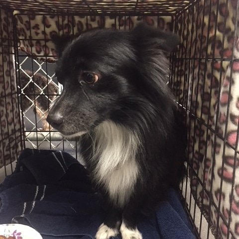 poochesinpines's tweet photo. Another new guy just arrived. #Found at #PinesElementary, 6700 SW 9 Street, #PembrokePines. No chip or tags, extremely friendly &amp; scared. If you know where he belongs please help us get him home. (Police case #18-54721) @ppinespd #lostdogs #founddogs #dog #lostdogsofsouthflorida https://t.co/El51YwTaop