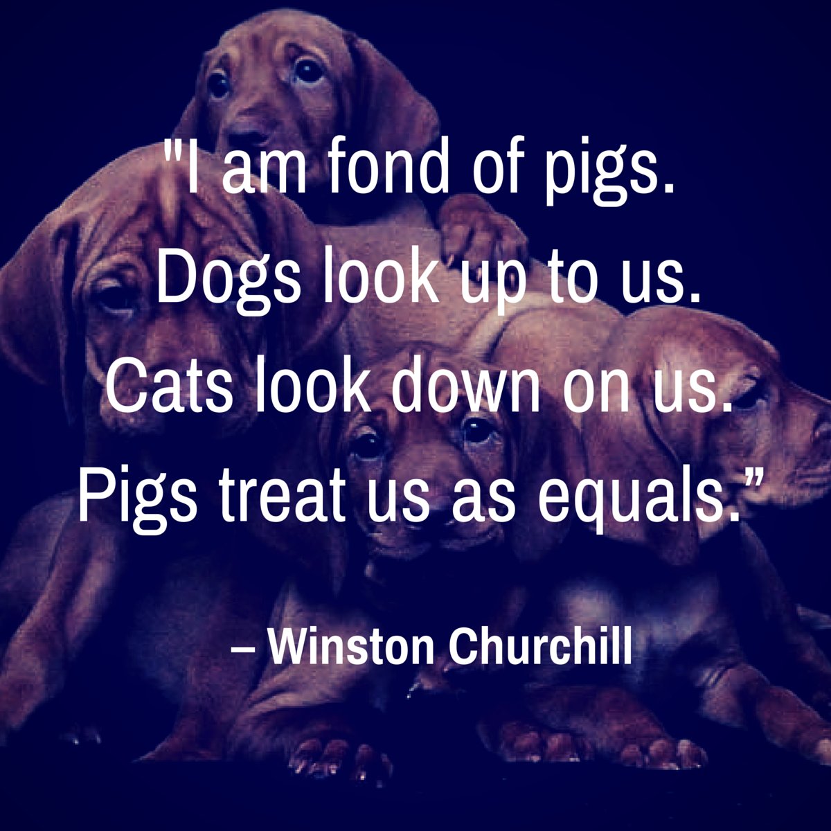GFarmstead's tweet photo. “I am fond of pigs. #Dogs look up to us. Cats look down on us. Pigs treat us as equals.” – Winston Churchill https://t.co/PCrscpQ6sl