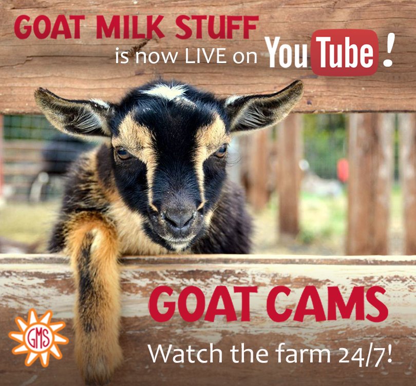 BrettJonasWerst's tweet image. Do you love baby goats? Do you love watching live cams? @goatmilkstuff is now streaming live on YouTube 24/7! We are thrilled to share our farm with you and hope you love watching our goats as much as we do. 🐐 goatmilkstuff.com/goatcam