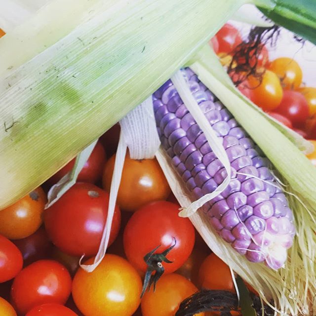 Blue corn has arrived! 🌽 🍅 ift.tt/2P3pomh