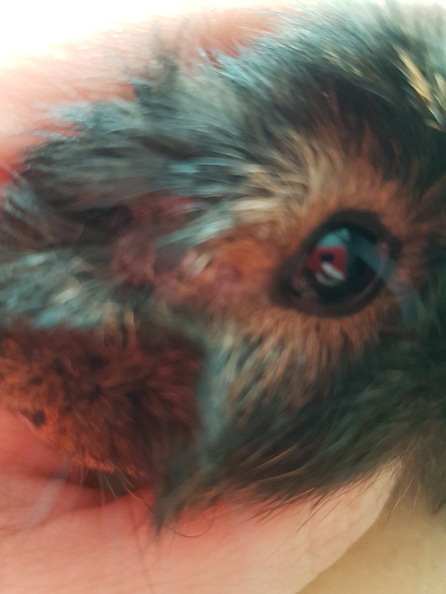 thepigposse's tweet photo. @badgerbumble (EDIT)
Settled right down 😉 It's still a bit  rough to touch, but it's not bumpy now, so I'm using tea tree oil to keep the area soft, and the fur should grow back soon 😁
I'm so happy - and he's loving the extra cuddles 😍 https://t.co/GF4htbiHDP