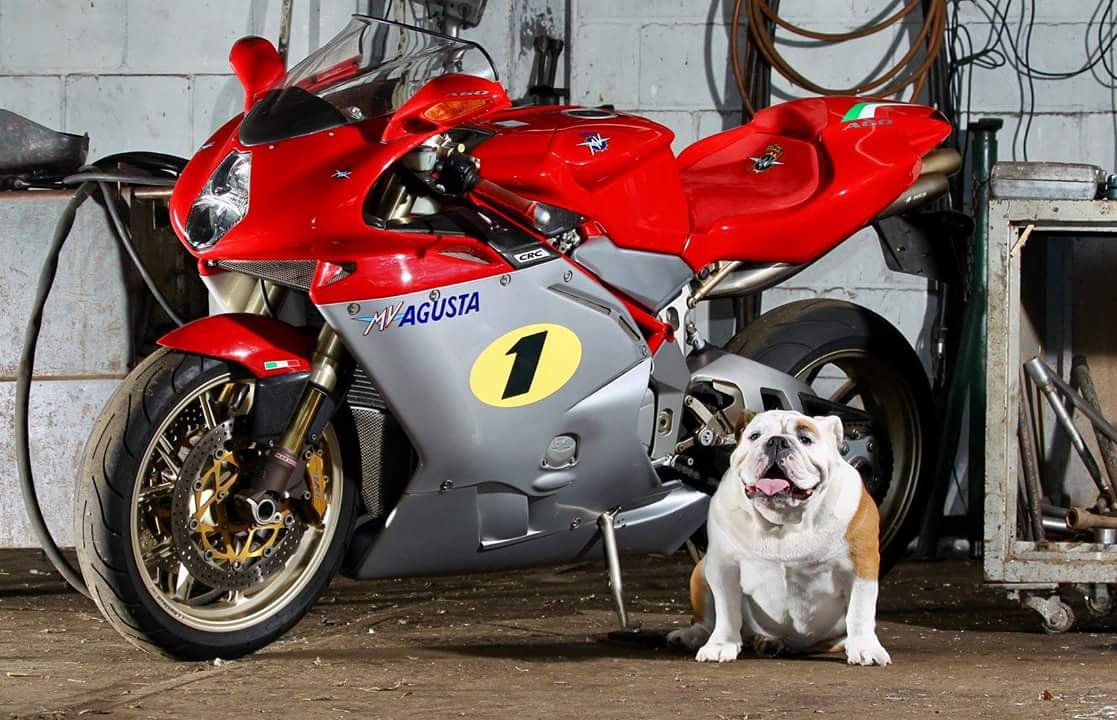 mvagustistagram's tweet photo. The dogs loves the MV Agustas too! (Part II). "#InDogWeTrust"
#MVAgusta #F4Ago #RossoMVAgusta #fastbike #bikeswithoutlimits #dreambike #bikelifestyle #italiandream #Bulldog https://t.co/WDMpw2Lwr3 https://t.co/5jBojOQmpc