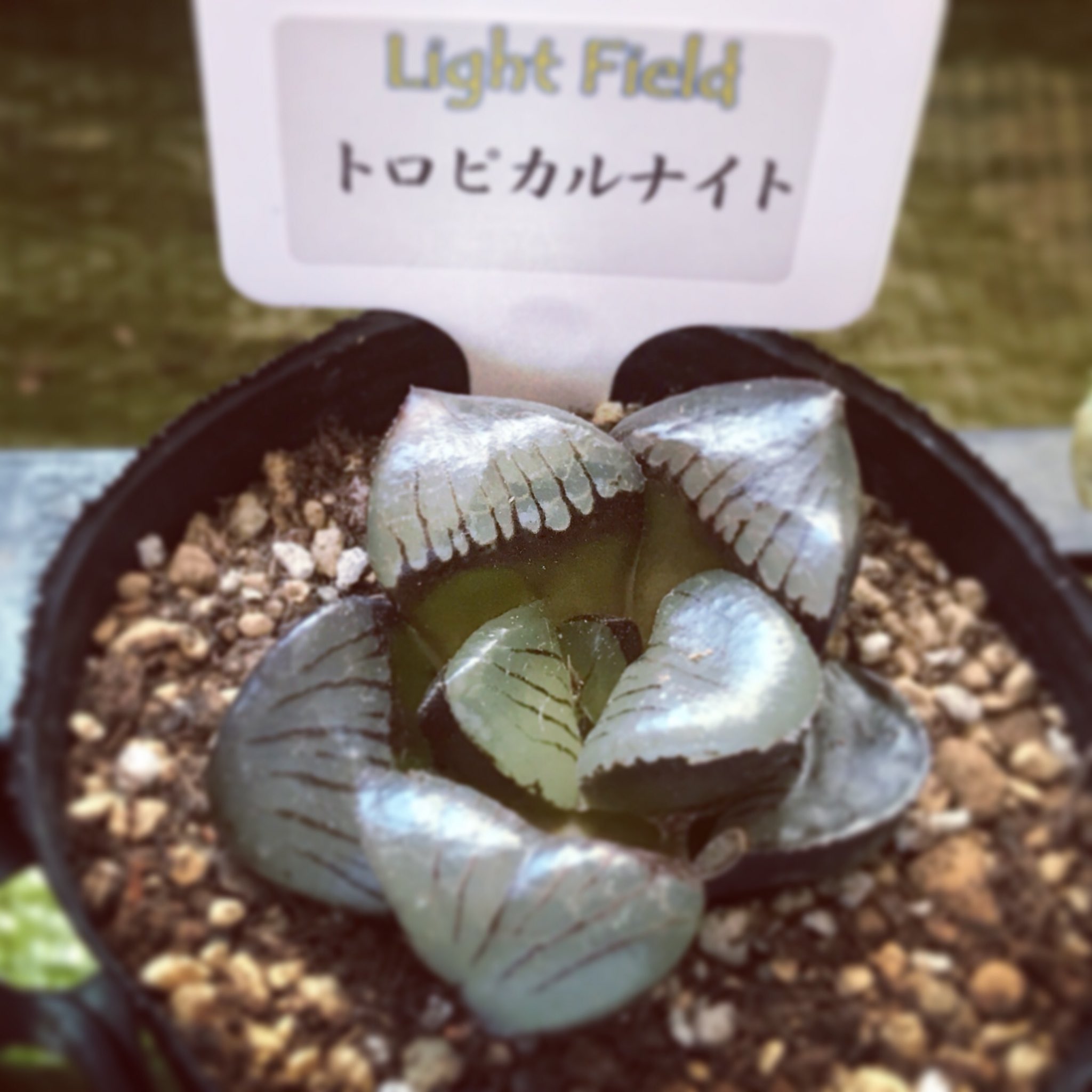 トロピカルナイト Twitter Search Twitter