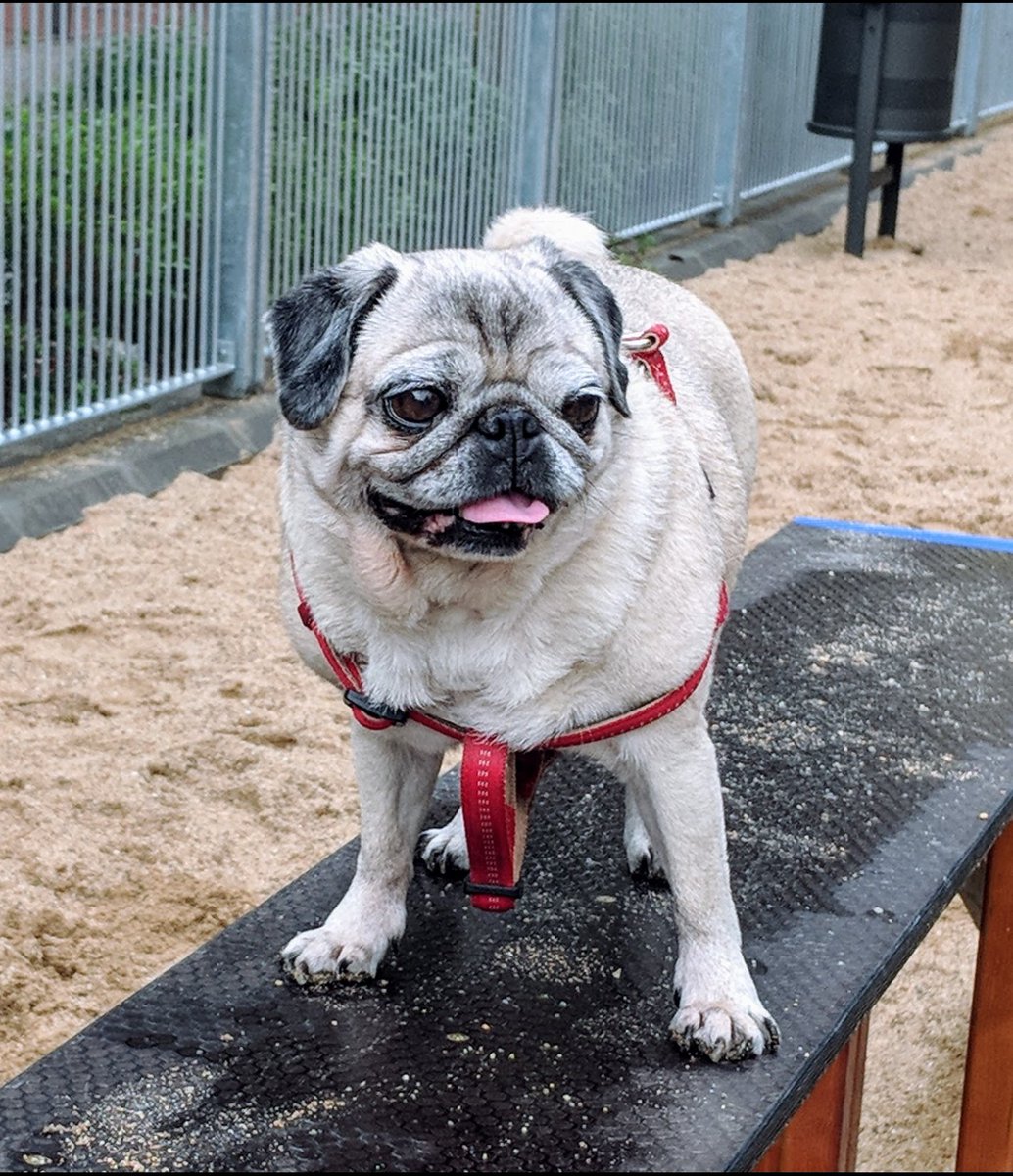 cronopioXYY's tweet image. Me han robado la perra. Saltaron la puerta de casa de mis padres y se la llevaron. Sucedió en Cervelló, Barcelona el 17 de agosto.

Nombre: Lola
Edad: 10 años
Tiene chip. 
Se agradece difusión. 
Tlf. 635 634 751

Muchas gracias