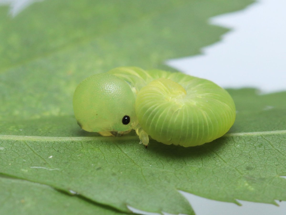 虫注意 この季節になるとカエデの葉裏に現れる 宇宙からの使者 がこちら 何だこの可愛さは 天使なの Togetter