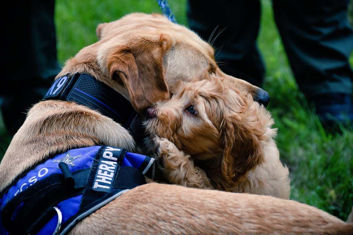 You did a great job this week lil buddy! It’s Friday! Don’t forget to watch <a href="/OfficialLivePD/">Live PD on A&E</a> tonight! #K9Therapy #BeTheDifference <a href="/OHFCSO/">Franklin County Sheriff’s Office</a> <a href="/Christina_Roof/">Christina M. Roof</a> <a href="/LivePDK9/">Barclay & Gus’s K9 Fanpage</a> <a href="/LivePDNation/">Benny</a> <a href="/LivePDK9Nation/">LivePDK9Nation</a>
