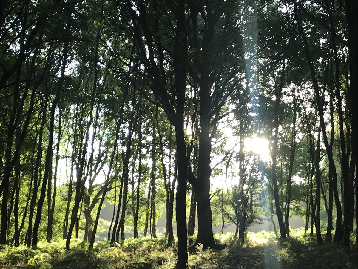 ROAR_Wellbeing's tweet photo. Sometimes you just need an early morning nature walk to blow the cobwebs away ❤️ #wellbeing #nature #trees #MentalHealthAwareness https://t.co/xkhzvygWkI
