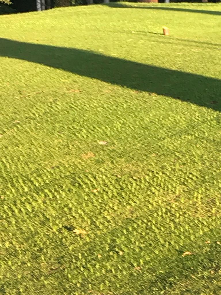 turfcare1's tweet image. ProSeed 365 growing for fun after 8 days
#fastfastfast
 @Eastberksgc