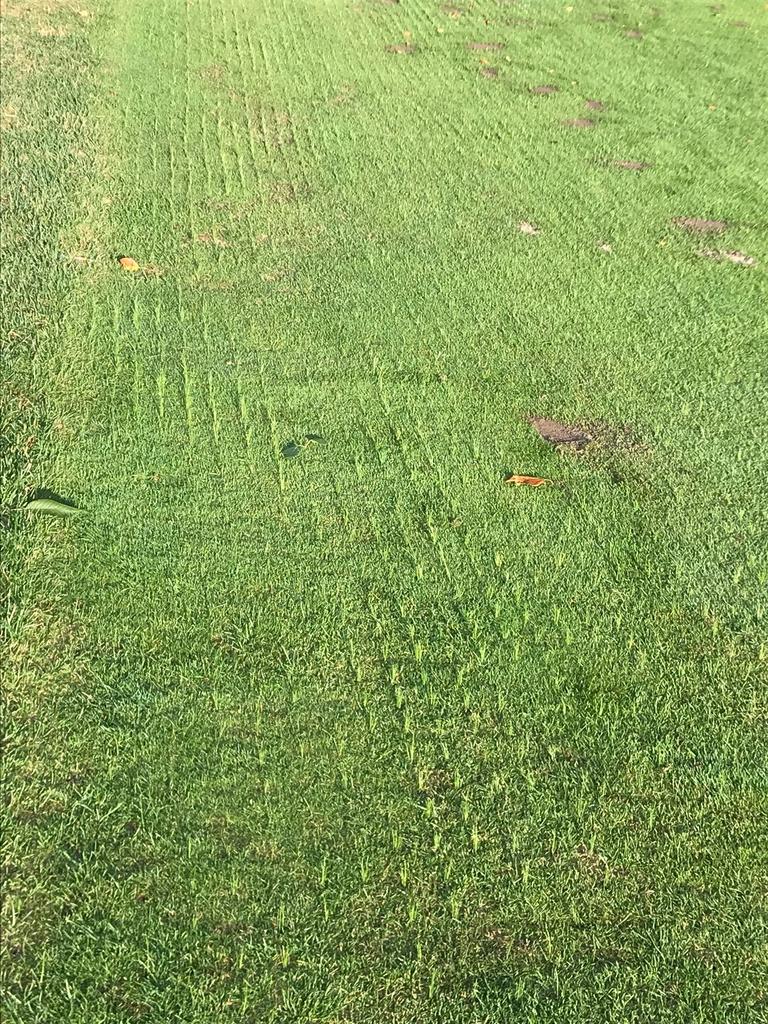 turfcare1's tweet image. ProSeed 365 growing for fun after 8 days
#fastfastfast
 @Eastberksgc