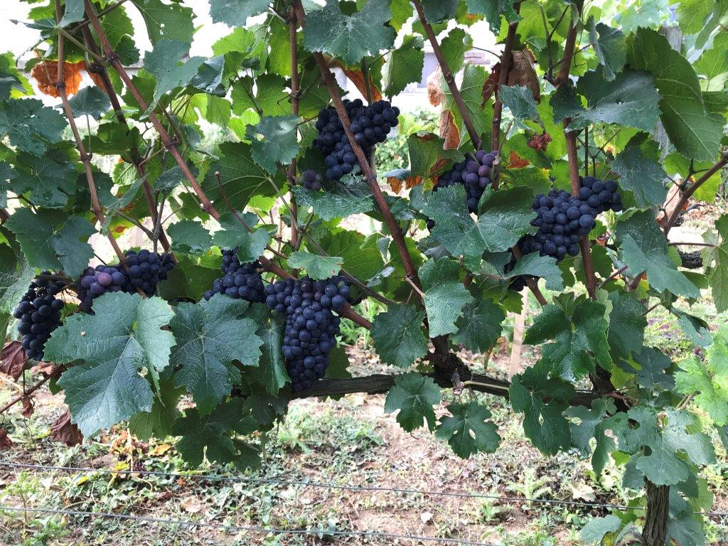 [ #Harvest 2018]
200th edition of the harvest at Billecart-Salmon Estate.
The grapes of Pinot Noir look and taste fabulous, we hope it will be a great vintage...
#harvest #billecartlife #billecartestate #clossainthilaire